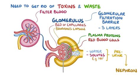 Renal clearance: Video, Anatomy, Definition & Function | Osmosis