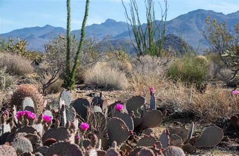 Discovering the Mojave Desert: A Complete Guide