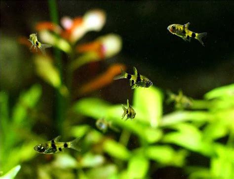 Barb Fish - Golden Dwarf Barb Tropical Fish - Arizona Aquatic Gardens