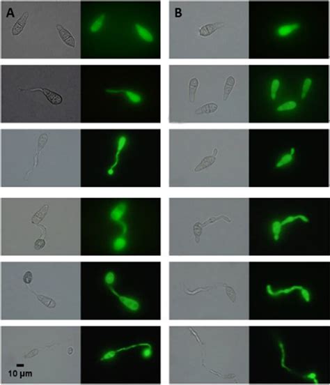 A. Germination of conidia at different time points in the control... | Download Scientific Diagram