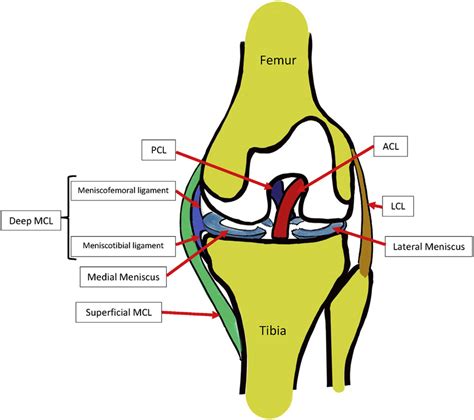 Anatomy of left knee joint and attachments of deep medial collateral ...