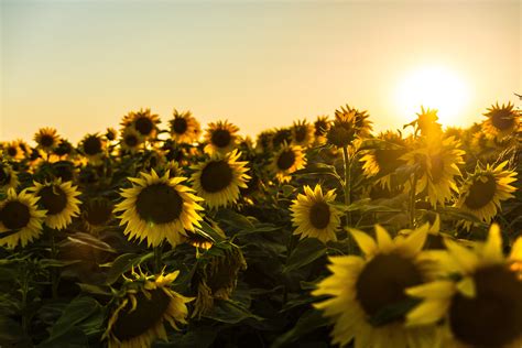 Sunflower Field Photoshoot Ideas and Tips (for Stunning Results)