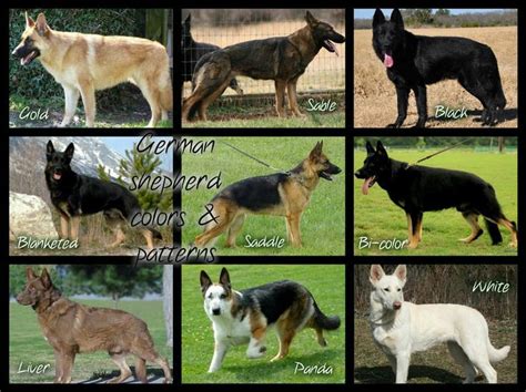 types of germen shepherd | hair style | Pinterest | German shepherds, Dog and Animal