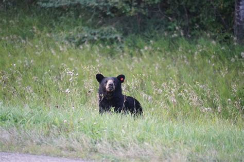 The Big Five and Beyond: 7 Ways to See (and Save) The Wildlife of Canada’s North