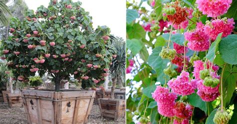 Pink Snowball Tree Care and Growing Guide | Balcony Garden Web