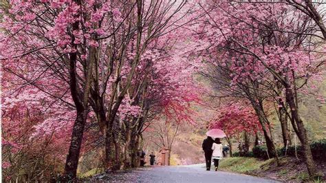 Cherry blossoms spots in Taiwan - YouTube