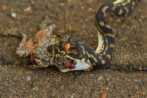 Adaptations of Australian animals to cane toads - Alchetron, the free social encyclopedia