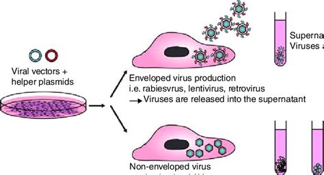 6 General virus production. Viral vectors are transfected into ...