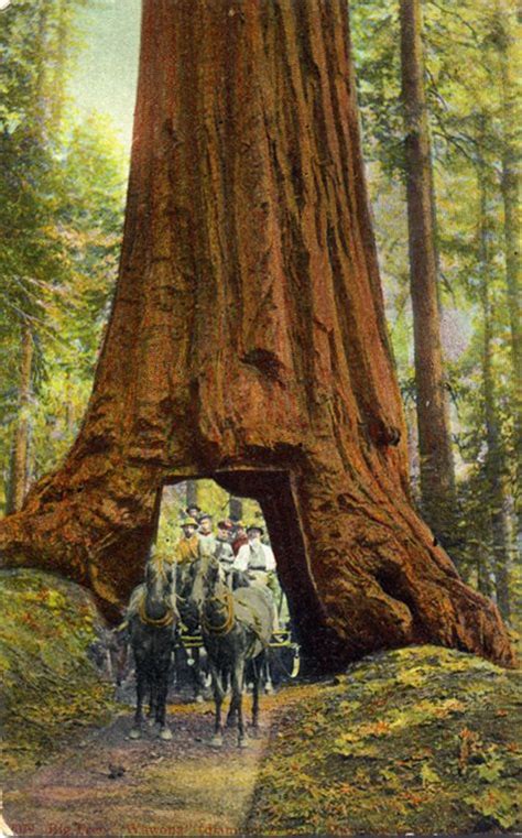 Wawona Tree Yosemite California best roadside attraction! #EsuranceDreamRoadTrip | Esurance ...