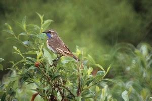 Free picture: brown, creeper, bird, image