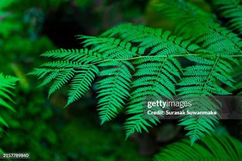 53 Landscaping Shrubbery Types Stock Photos, High-Res Pictures, and Images - Getty Images