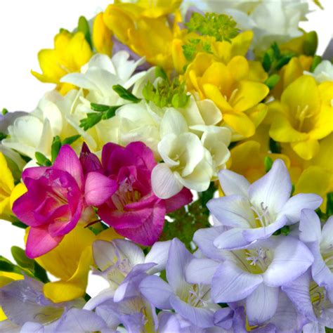 8 Fascinating Freesia Facts | Clare Florist Blog