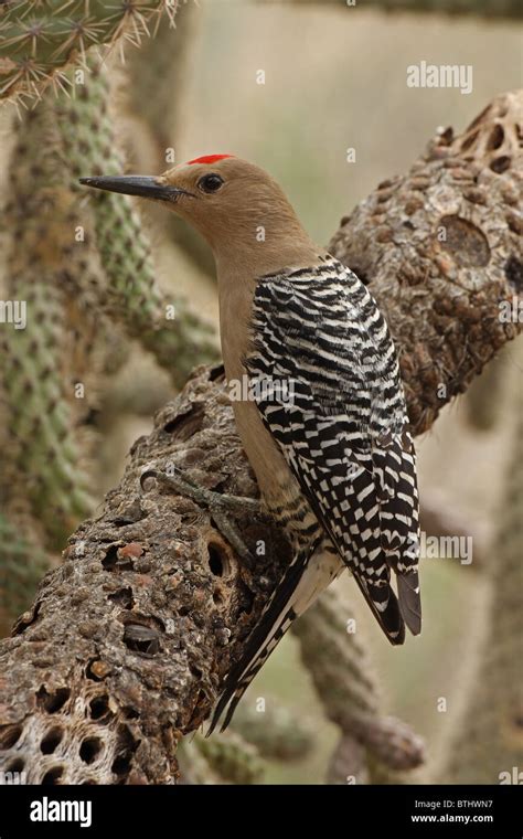 Gila Woodpecker - Sonoran Desert Wildlife - craibas.al.gov.br