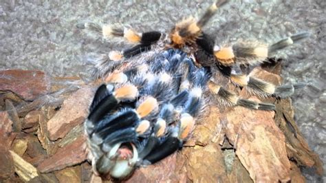 Tarantula molting - YouTube