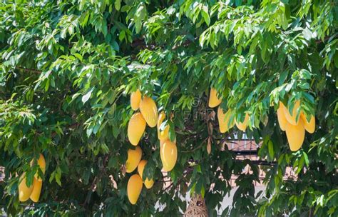 Yellow Mango Fruit With Leaf On Tree Stock Photo - Image of hanging, fresh: 123989546