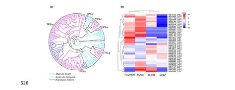 TPS (terpene synthase) gene family in M. biondii. (a) The phylogenetic... | Download Scientific ...