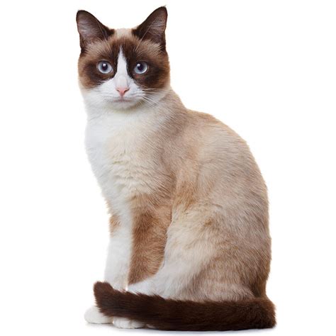 Snowshoe Cat Breed Profile, 44% OFF | www.elevate.in