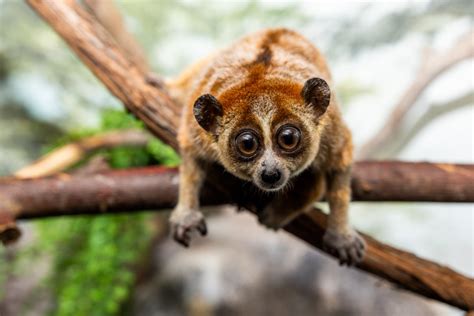 Pygmy slow loris | Smithsonian's National Zoo