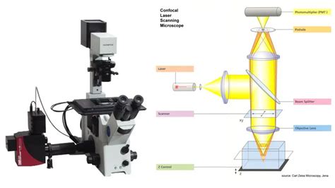 Confocal Microscope Principle, Uses, Parts, Advantages, and Disadvantages. - Biology Notes Online