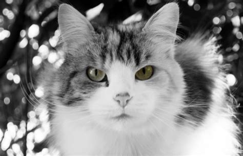 Free Images : black and white, dark, pet, fur, feline, tabby, darkness, black cat, domestic ...
