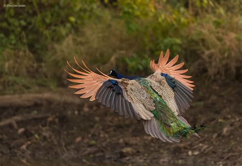 How Peacocks Look In Mid-Flight (9 Pics) | Bored Panda