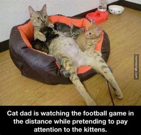 Cat dad, eerily similar to human dad. | Funny cats, Funny animals, Cat dad