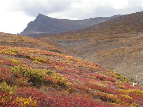 Autumn colours on the tundra - Life on the Edge: Images of Carcross, Yukon Territory