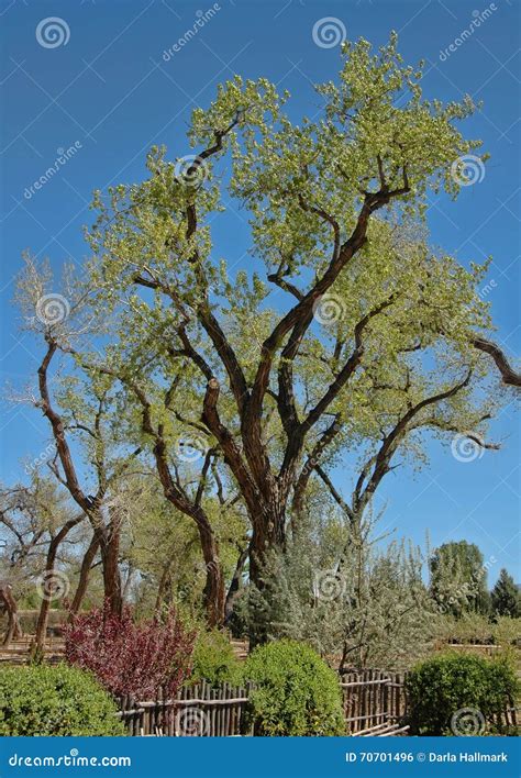 Ancient Alamo stock photo. Image of scraggy, view, tree - 70701496