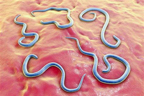 Roundworms & Puppies: Symptoms and Treatment