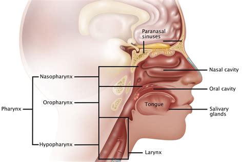 Nasopharyngeal cancer - NHS