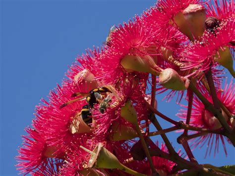 Corymbia ficifolia 2040011 | Australian Plants Society