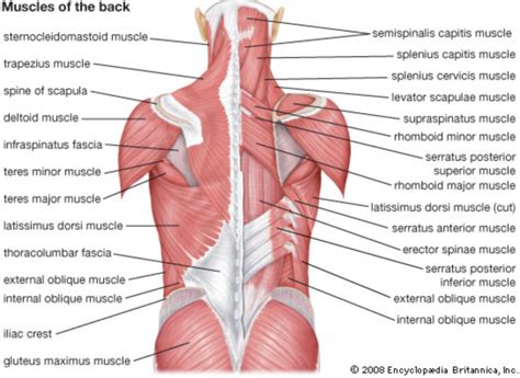 Lumbar Muscles