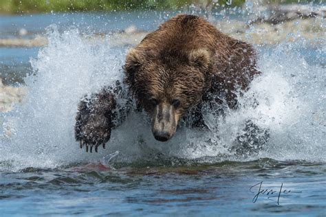 Photo of Fishing Grizzly Bear Catching Salmon | Photos by Jess Lee