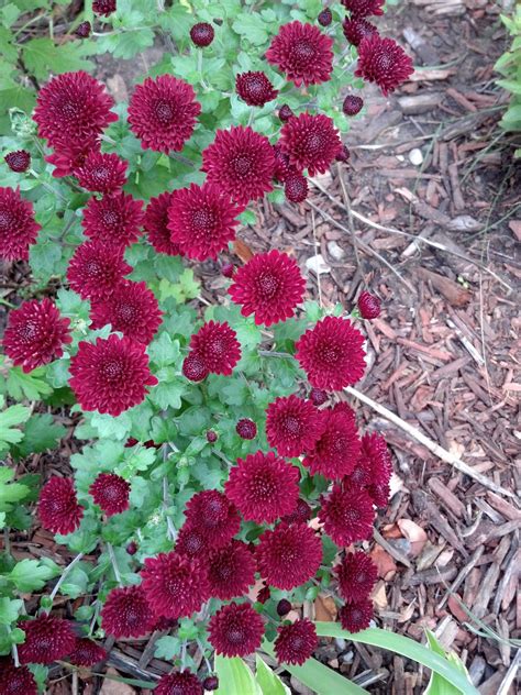 Deep red mums | Deep red, Flowers, Plants