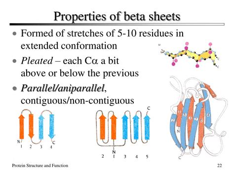 PPT - The Structure and Functions of Proteins PowerPoint Presentation ...