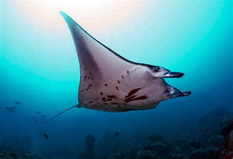 Micronesian Diving: Chuuk Lagoon and Pohnpei • Scuba Diver Life