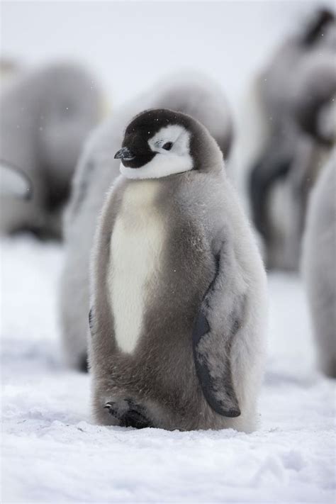 150+ Best Penguin Names - BuzzSharer.com