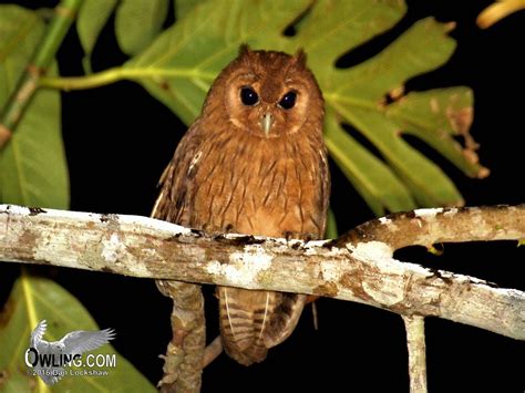 Reach Rd., Jamaica 12/2012 | Owl, Jamaicans, Species