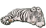 Amazing Tiger and White Tiger Gif Pics