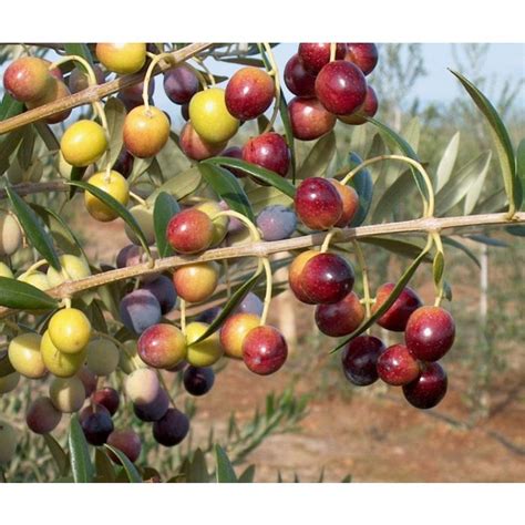 Arbequina Olive Tree » Store » Tomorrow's Harvest