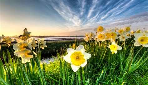 Daffodil Field Spring Netherlands Wallpapers - Wallpaper Cave