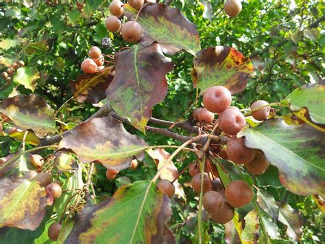 Southern Forager: Bradford Pear Wine!