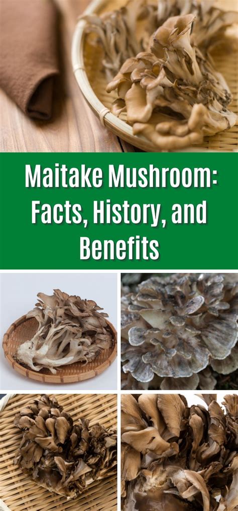 The Maitake Mushroom: Identification, Foraging, Lookalikes - Mushroom Appreciation