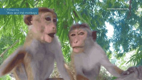 Monkey GIF - Find & Share on GIPHY