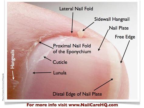 Nail anatomy : r/nailbiting