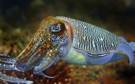 Cuttlefish Underwater World Desktop Wallpaper Hd For Mobile Phones And ...