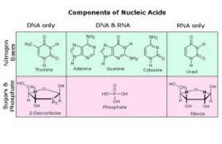 Biomacromolecules - Biology