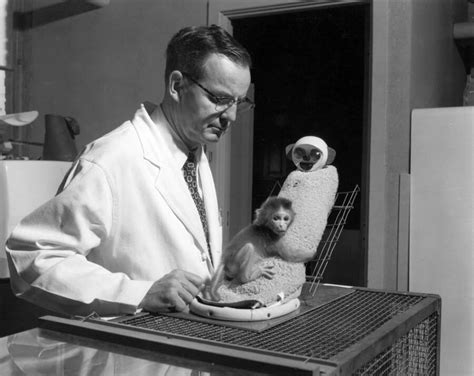 How Harry Harlow Used Monkeys For Bizarre ‘Love’ Experiments