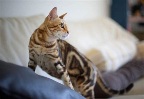 Striped Cat Breeds - Cat-World