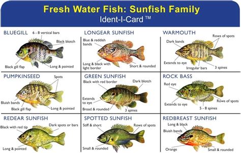 Freshwater Fish Identification Quiz